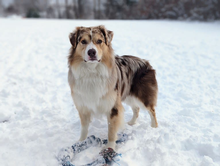 Neville, an Australian Shepherd tested with EmbarkVet.com