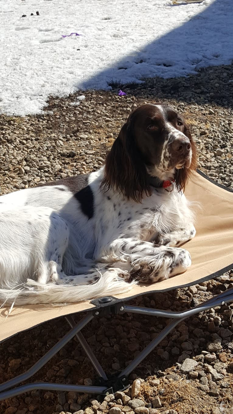 Alyss, a French Spaniel tested with EmbarkVet.com