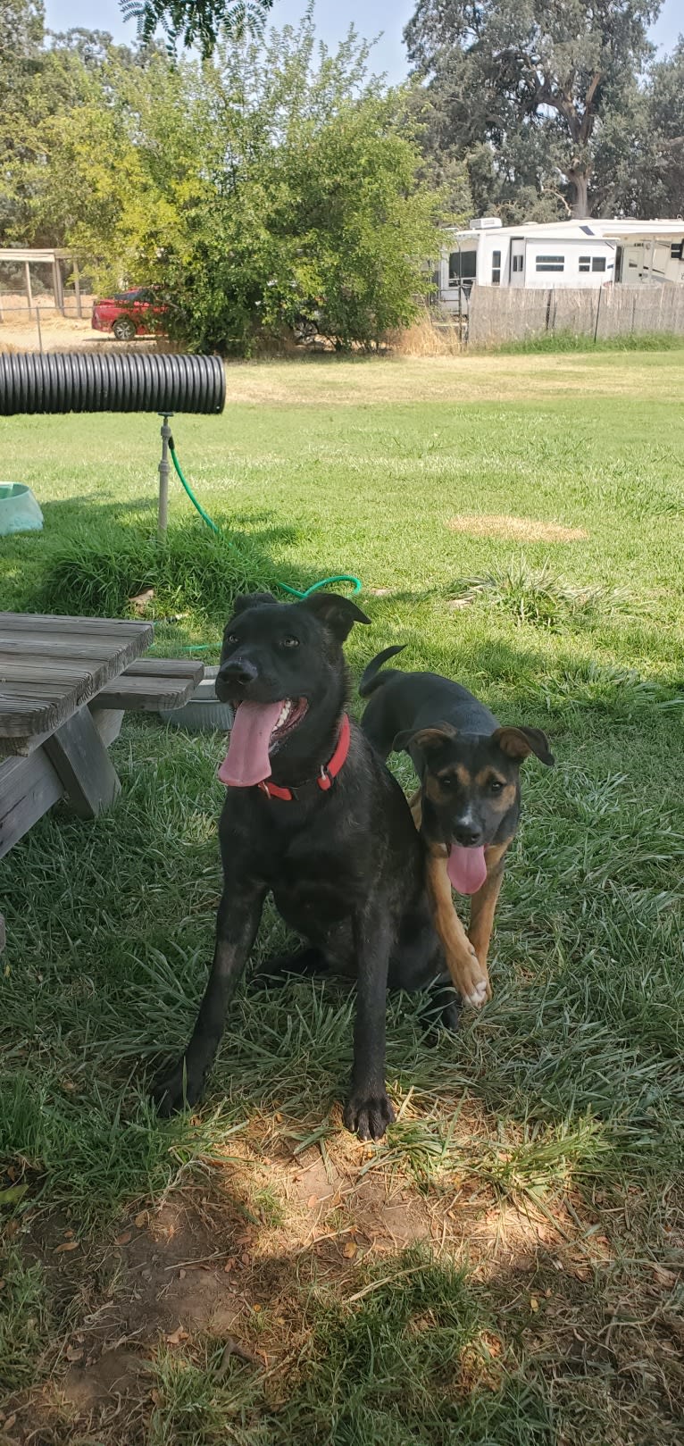 Nala, a German Shepherd Dog and American Pit Bull Terrier mix tested with EmbarkVet.com