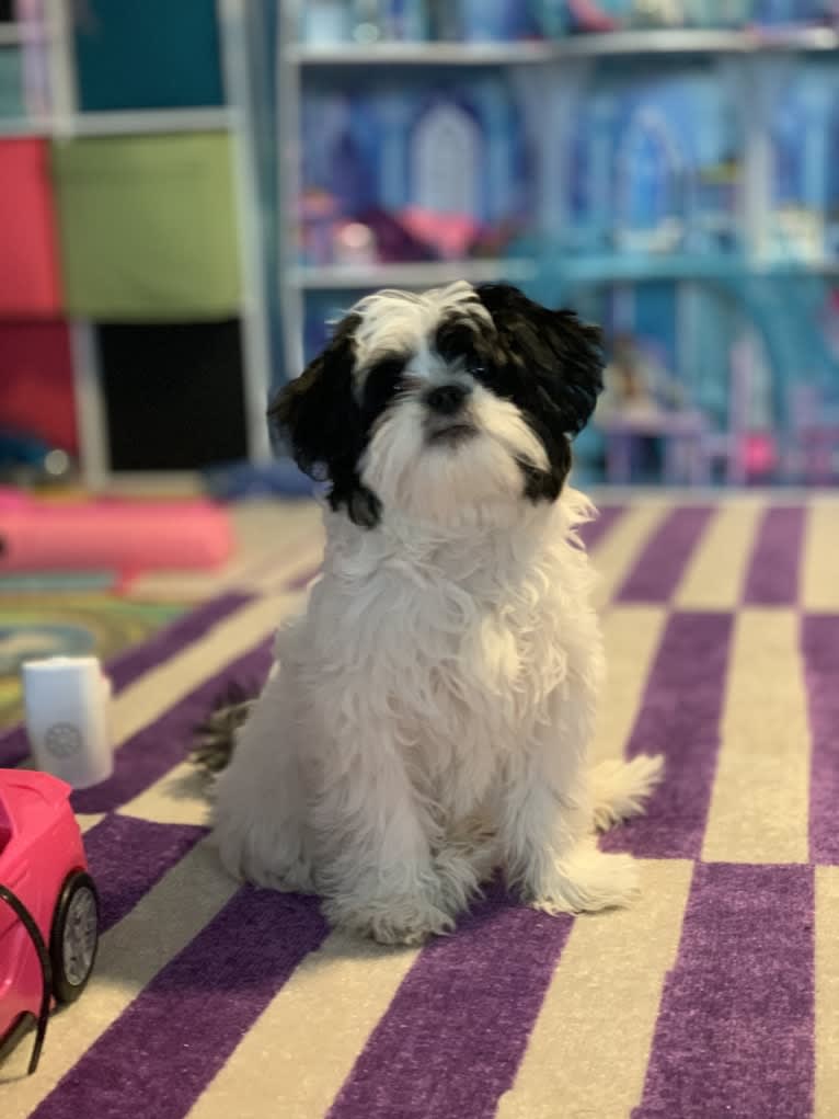 Luna, a Shih Tzu and Japanese Chin mix tested with EmbarkVet.com