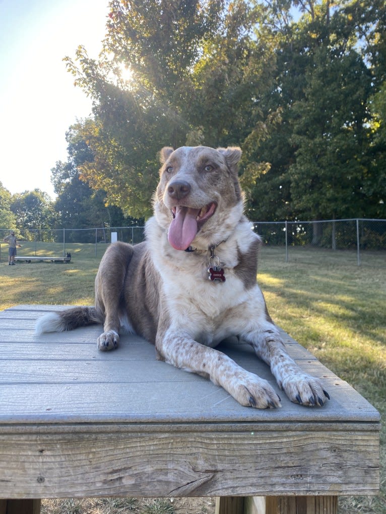 Cooper, an Australian Shepherd and Australian Cattle Dog mix tested with EmbarkVet.com