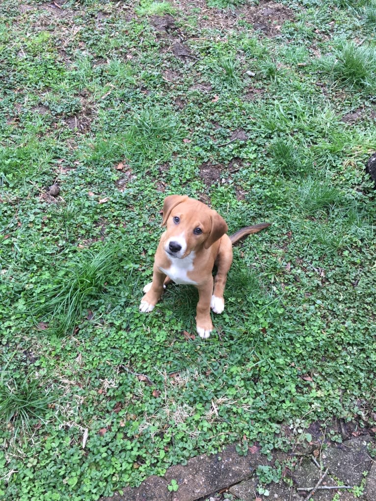 Rollo, an American Pit Bull Terrier and Labrador Retriever mix tested with EmbarkVet.com