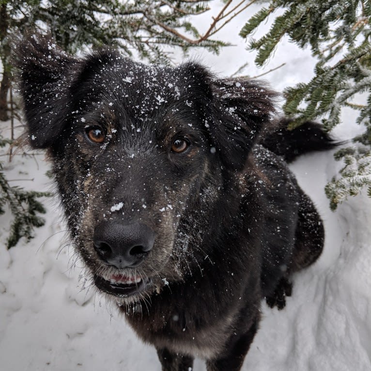 Tuli, a German Shepherd Dog and American Pit Bull Terrier mix tested with EmbarkVet.com