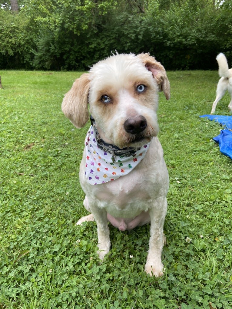 Leo, a Beagle and Golden Retriever mix tested with EmbarkVet.com