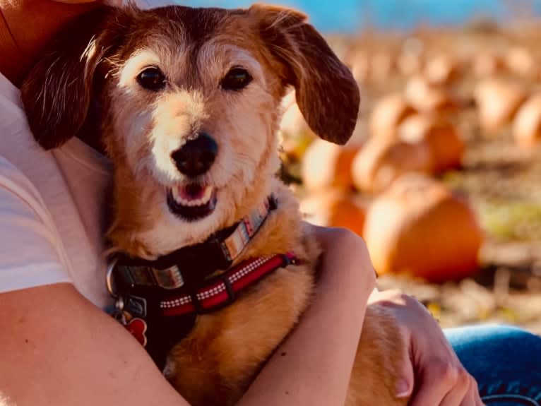 Rosie, a Basset Hound and Poodle (Small) mix tested with EmbarkVet.com