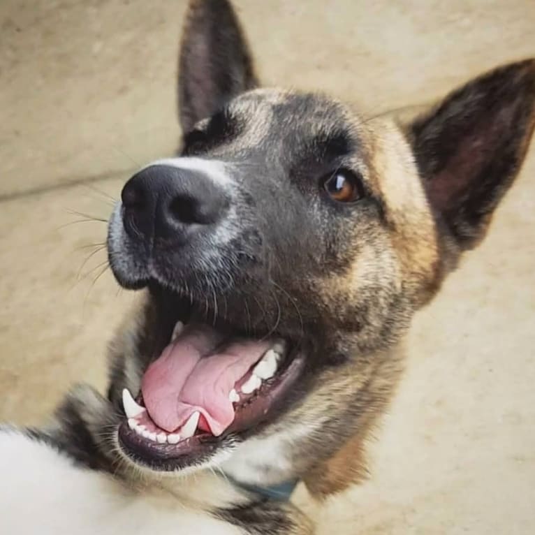 Moose, a Siberian Husky and Alaskan Malamute mix tested with EmbarkVet.com