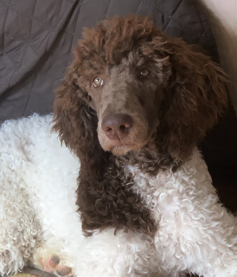 George, a Poodle (Standard) tested with EmbarkVet.com