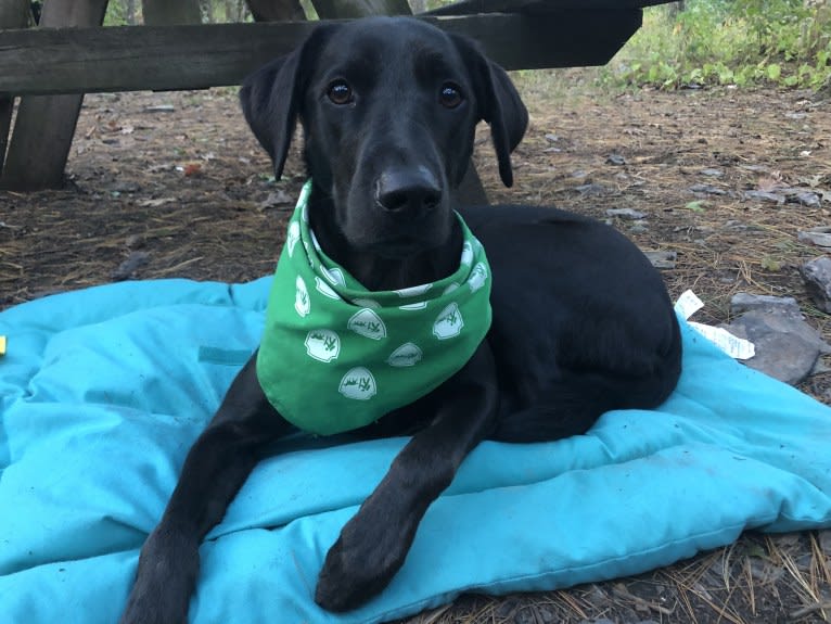 Titan, a Labrador Retriever and Golden Retriever mix tested with EmbarkVet.com