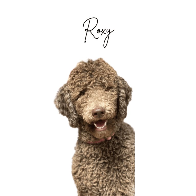 Roxy, a Poodle (Standard) tested with EmbarkVet.com