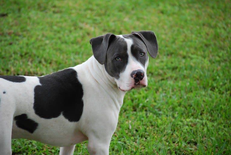 Cypress, an American Bully and American Pit Bull Terrier mix tested with EmbarkVet.com