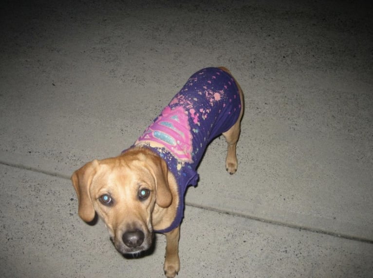 Harley, a Beagle and American Pit Bull Terrier mix tested with EmbarkVet.com