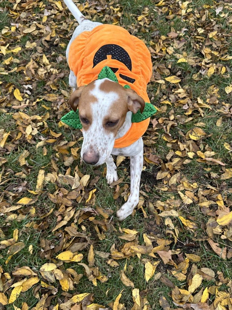 Texie, a Pointer and Llewellin Setter mix tested with EmbarkVet.com