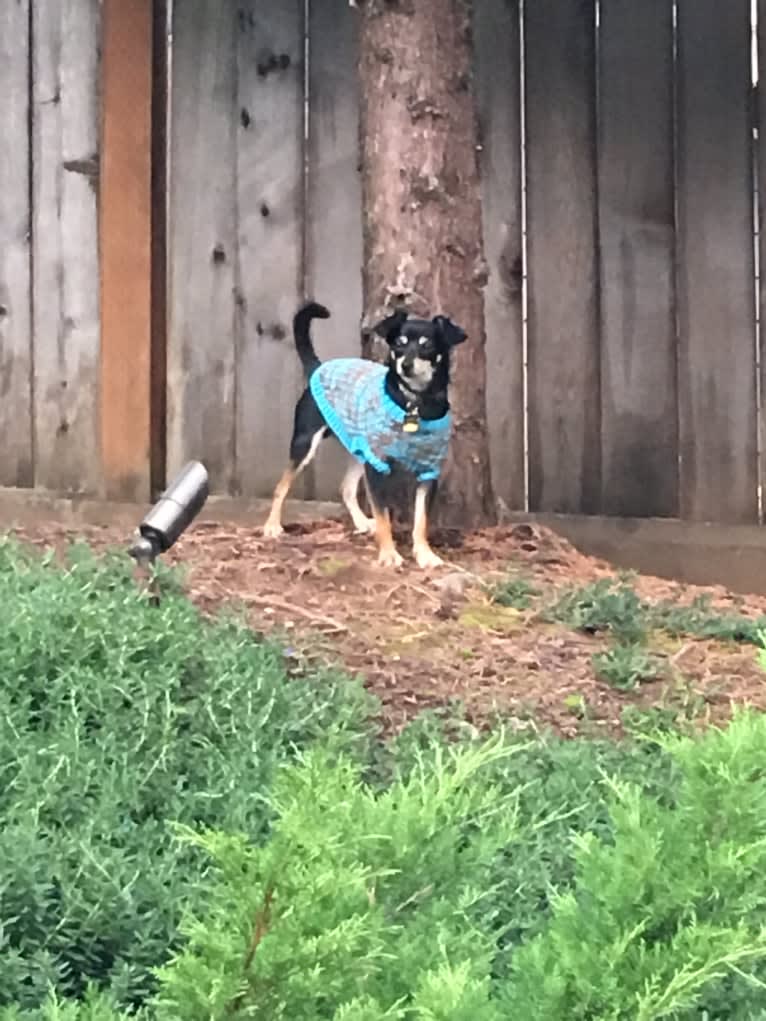 Jake, a Chihuahua and Dachshund mix tested with EmbarkVet.com