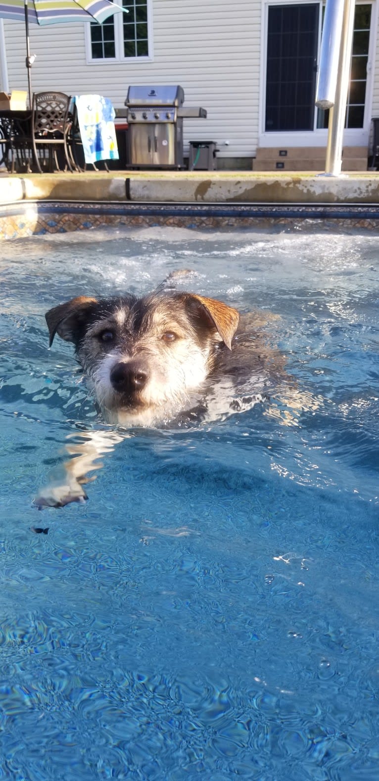 Dexter, a Miniature Schnauzer and Australian Cattle Dog mix tested with EmbarkVet.com