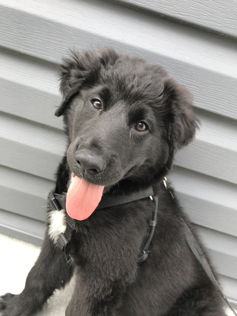 Mason, a Great Pyrenees and Labrador Retriever mix tested with EmbarkVet.com