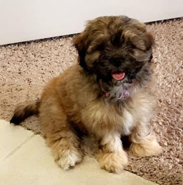 Mochi, a Shih Tzu and Poodle (Small) mix tested with EmbarkVet.com