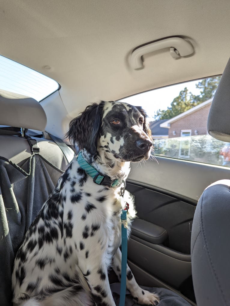 Freyja a.k.a. "Not Your Usual Suspect", a Dalmatian tested with EmbarkVet.com