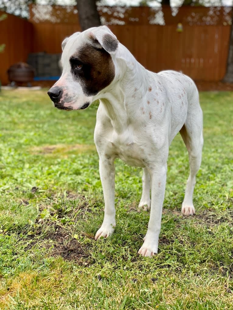 Aubin, an American Bulldog and Brittany mix tested with EmbarkVet.com