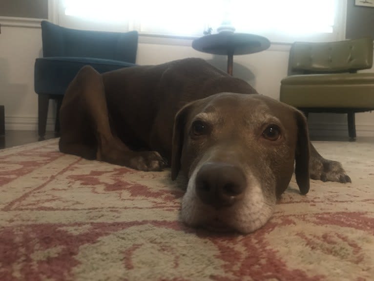 Tucker, a Catahoula Leopard Dog and American Pit Bull Terrier mix tested with EmbarkVet.com