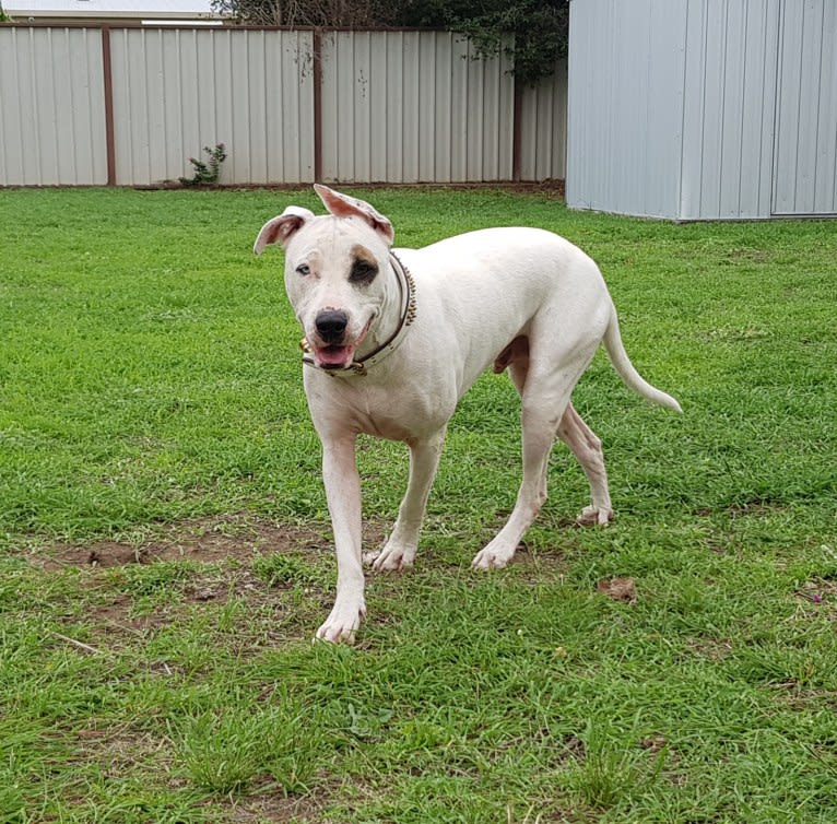 Zeus, an American Pit Bull Terrier and Australian Cattle Dog mix tested with EmbarkVet.com