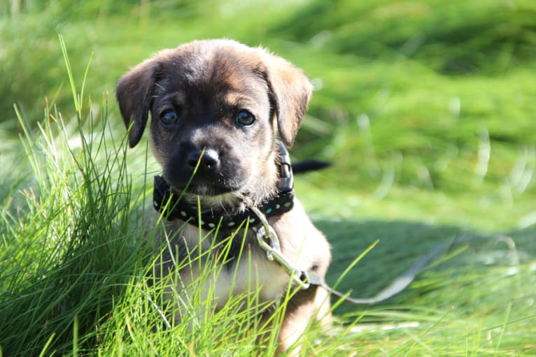 Rico, an American Village Dog tested with EmbarkVet.com