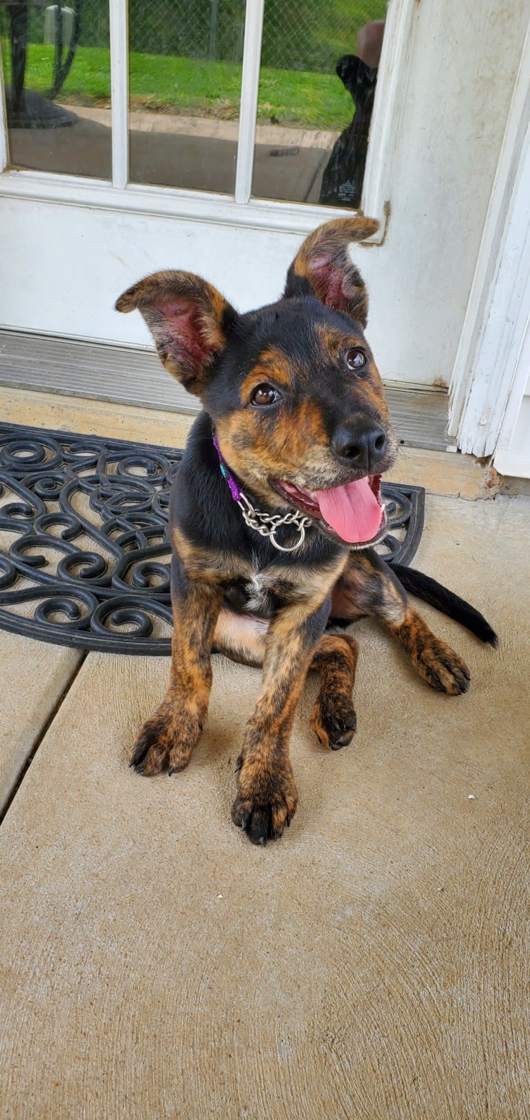 Lacey Grace, a Rottweiler and German Shepherd Dog mix tested with EmbarkVet.com