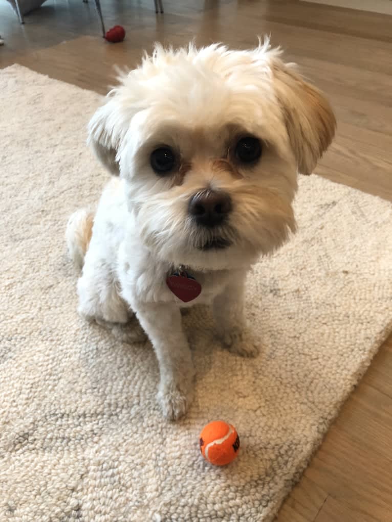 Twiggy, a Shih Tzu and American Eskimo Dog mix tested with EmbarkVet.com