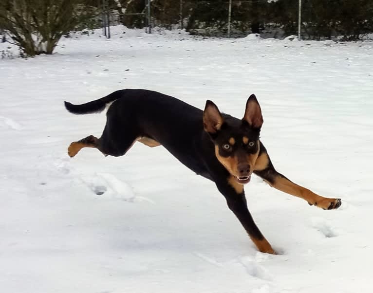 Mercy, an Australian Kelpie tested with EmbarkVet.com