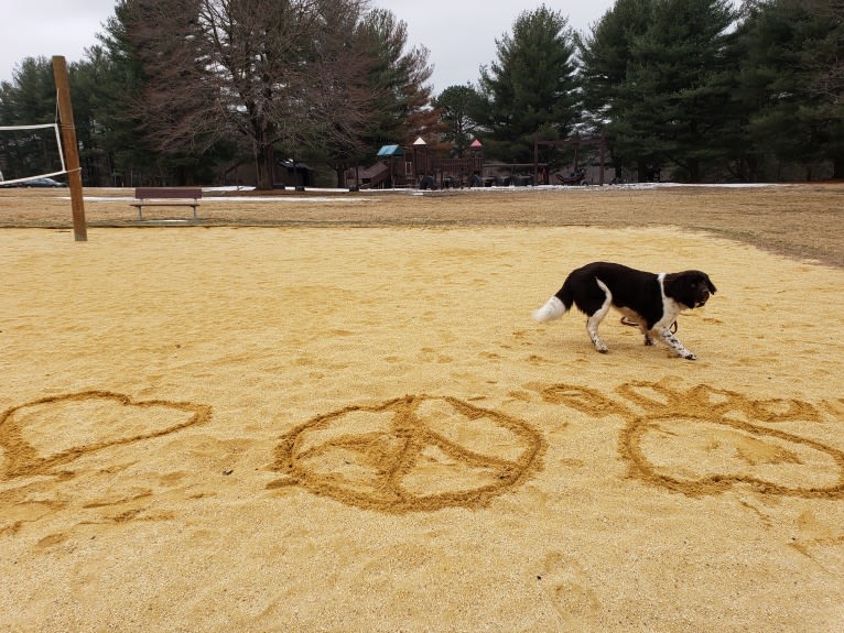 Dolly, a Newfoundland tested with EmbarkVet.com