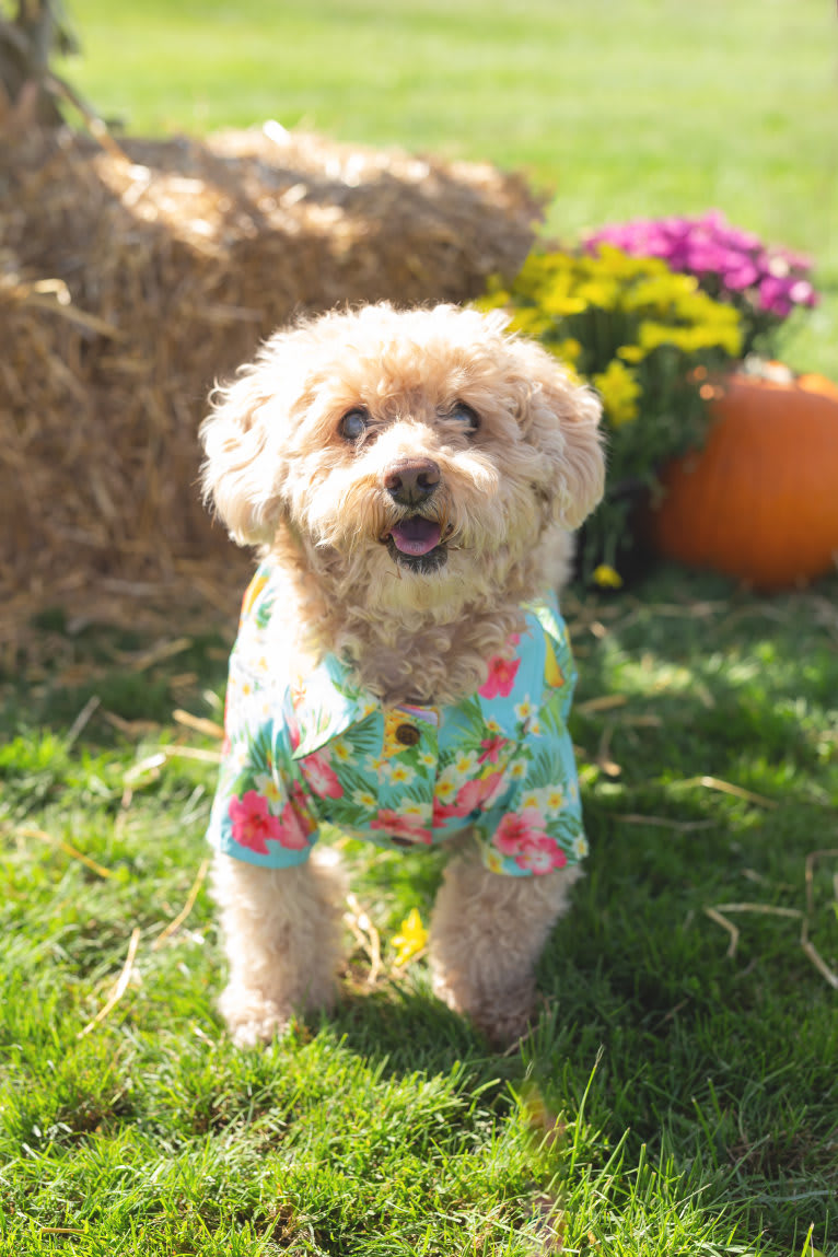 Cocomelon, a Poodle (Small) and Lhasa Apso mix tested with EmbarkVet.com