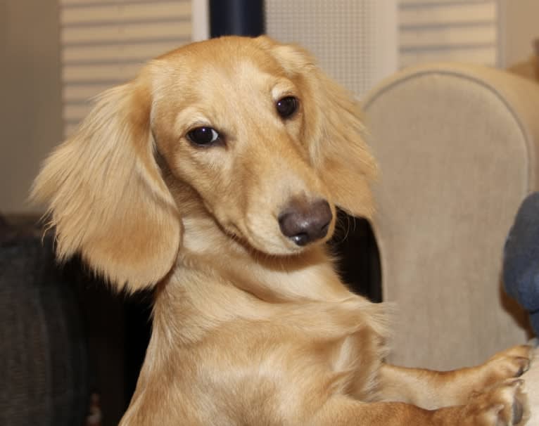 Oliver (Ollie) von Frederick, a Dachshund tested with EmbarkVet.com