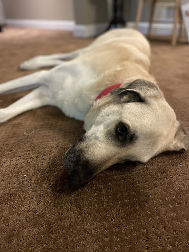 Willie, an Anatolian Shepherd Dog and Great Pyrenees mix tested with EmbarkVet.com