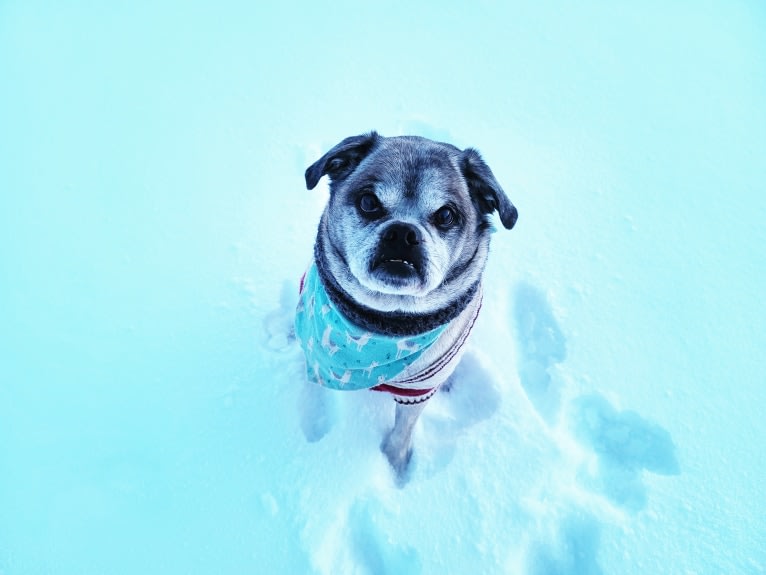 Pugsley, a Pug and Shih Tzu mix tested with EmbarkVet.com