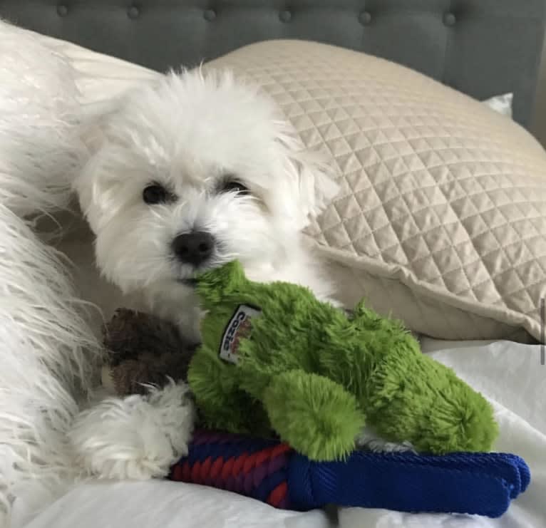 Henley, a Maltipoo tested with EmbarkVet.com