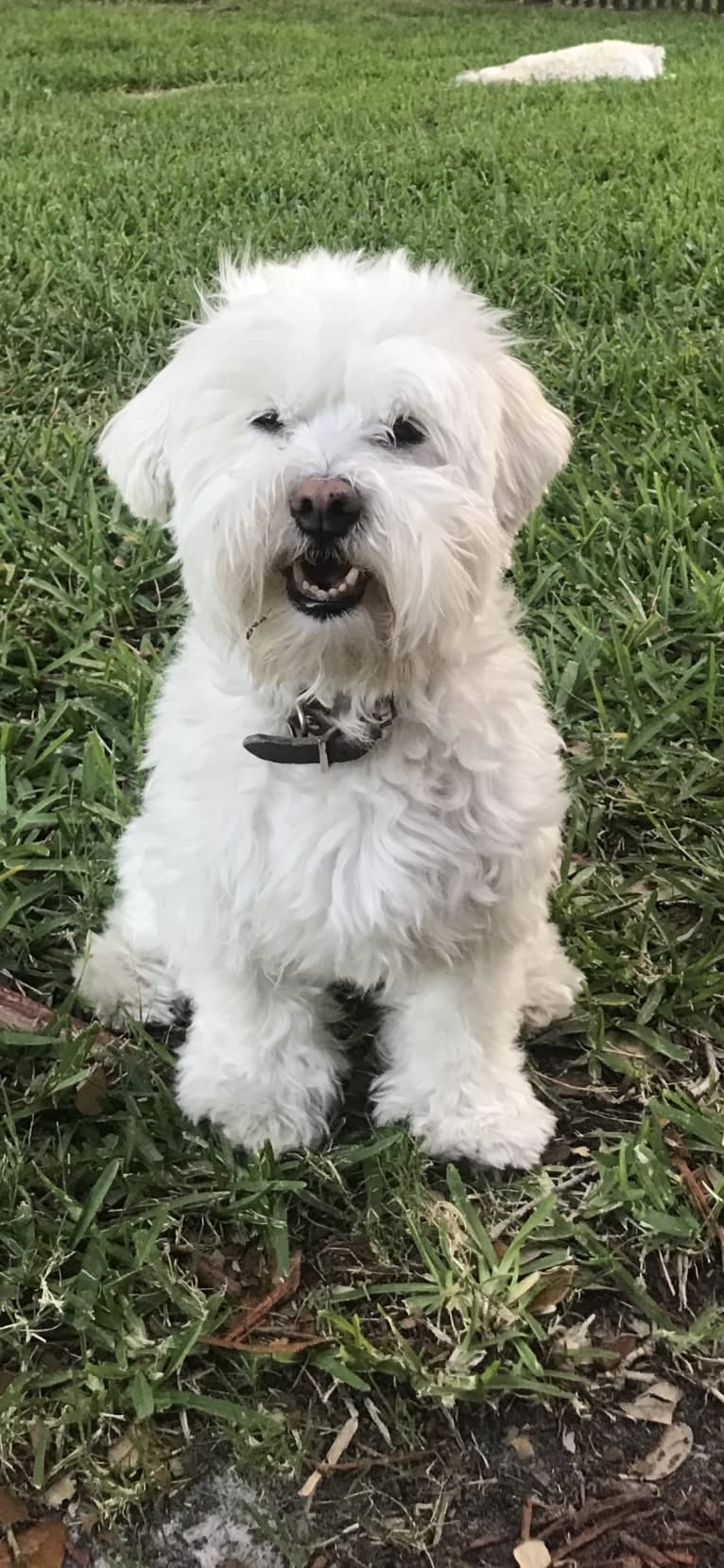 Gilly, a Havanese tested with EmbarkVet.com