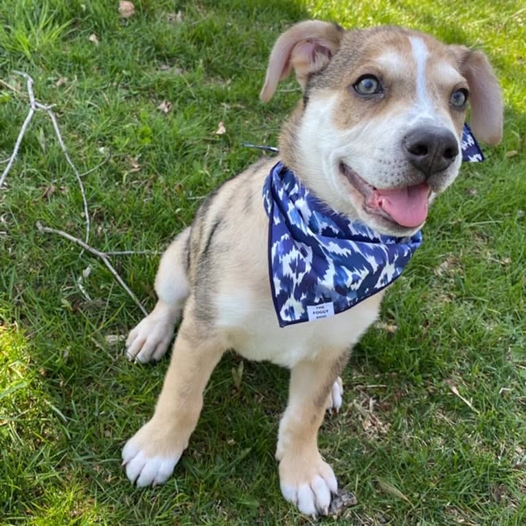 Beau, a Siberian Husky and American Bulldog mix tested with EmbarkVet.com