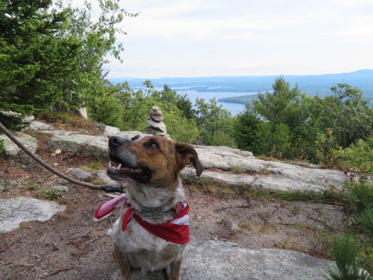 Ruger, an Australian Cattle Dog and Beagle mix tested with EmbarkVet.com