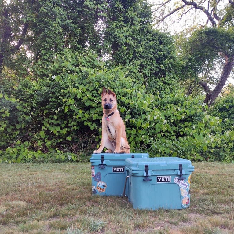 Everhett, a German Shepherd Dog and Australian Cattle Dog mix tested with EmbarkVet.com