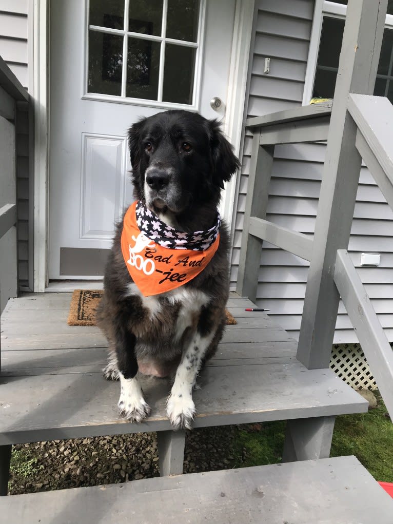 Molly, a Great Pyrenees and Labrador Retriever mix tested with EmbarkVet.com