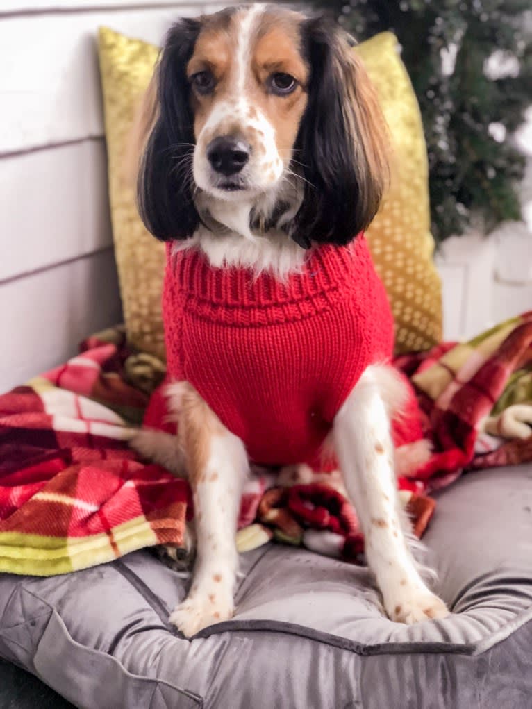 George, a Cocker Spaniel and Shetland Sheepdog mix tested with EmbarkVet.com