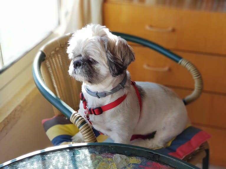 Einstein, a Shih Tzu tested with EmbarkVet.com