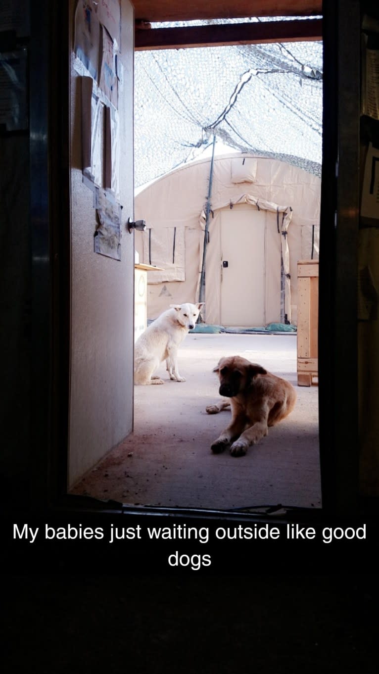 Lucy, an Arabian Village Dog tested with EmbarkVet.com