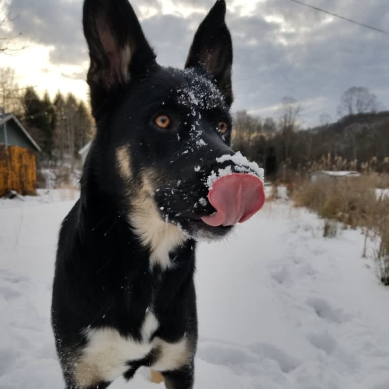 Josie, a Siberian Husky and German Shepherd Dog mix tested with EmbarkVet.com