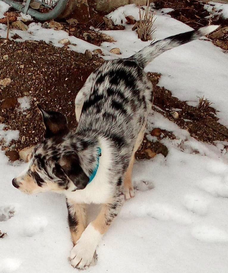 IronEye Pancho, a Border Collie and Catahoula Leopard Dog mix tested with EmbarkVet.com