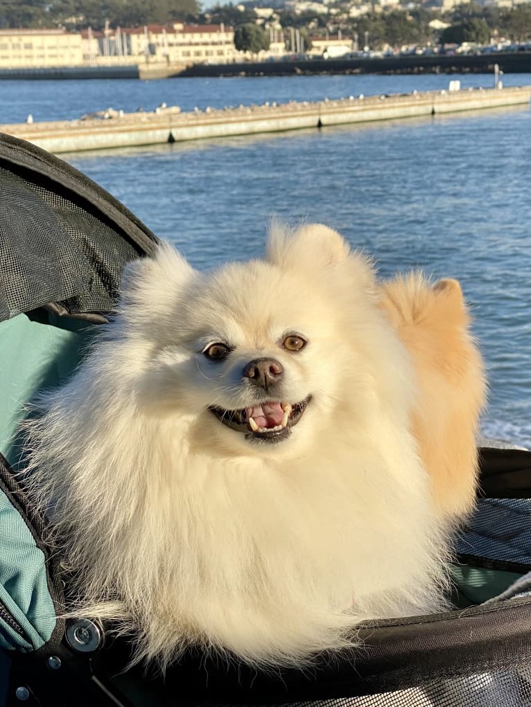 Misha, a Pomeranian tested with EmbarkVet.com