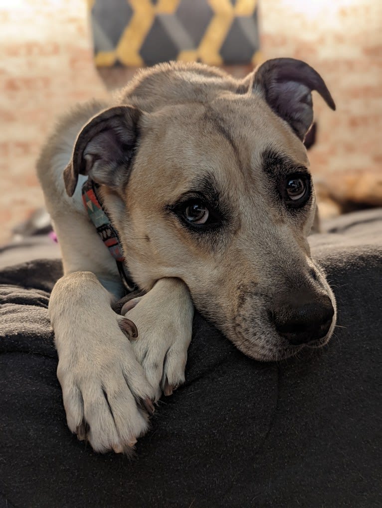 Duke, an American Pit Bull Terrier and Mountain Cur mix tested with EmbarkVet.com