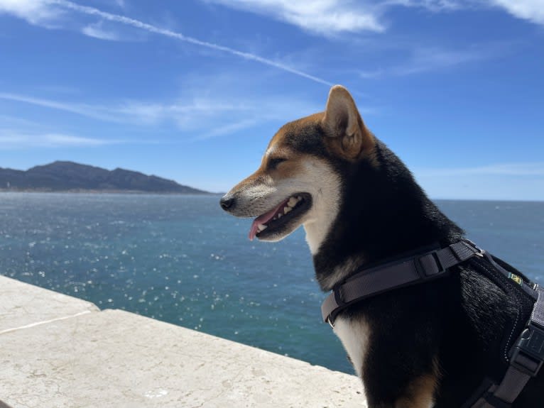 Arthur, a Shiba Inu tested with EmbarkVet.com