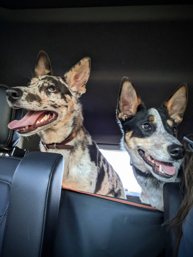 Noda, a German Shepherd Dog and Australian Shepherd mix tested with EmbarkVet.com