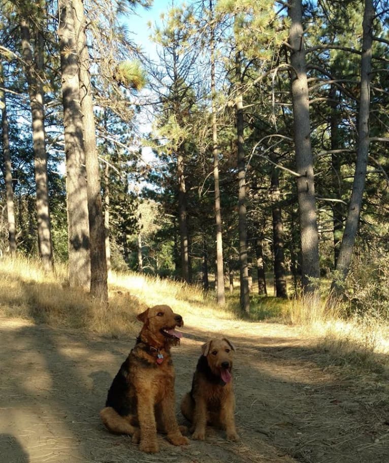 Sasha, an Airedale Terrier tested with EmbarkVet.com