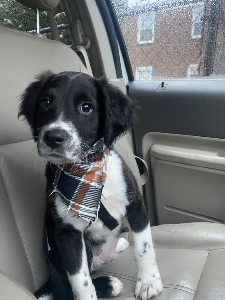 Tito, an American Pit Bull Terrier and English Springer Spaniel mix tested with EmbarkVet.com